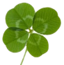 four-leaf-clover_med